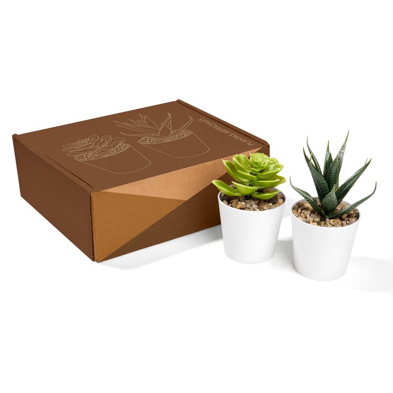 Set de Plantas Altata